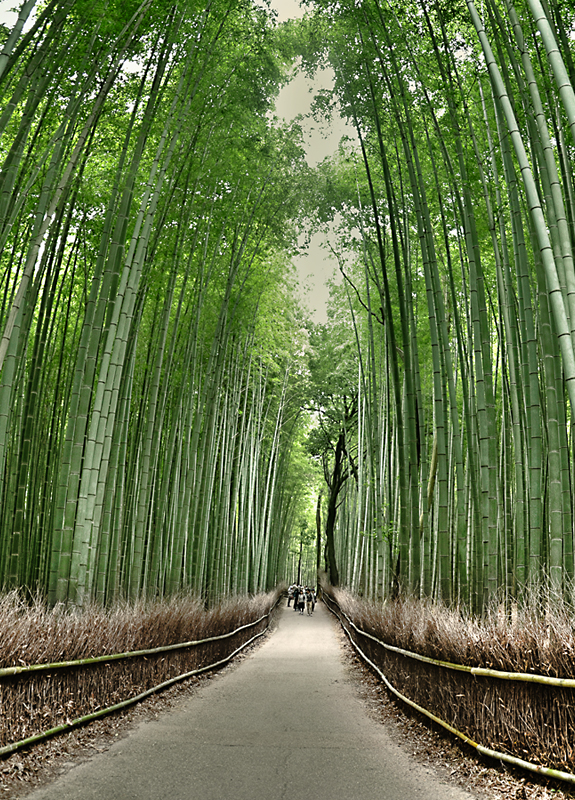 Arashiyama Bamboo Groove, Kyoto